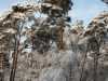 Besneeuwde bomen